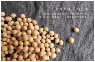 遼寧朝陽特產 越山雜糧黃豆350g 2全國包郵 北京青海西藏新疆港澳臺除外